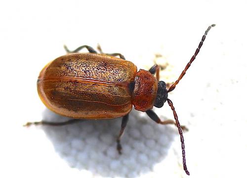 Réf. 219 467 : Lochmaea capreae